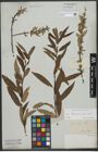 Foto von Salix triandra L. x Salix viminalis L.